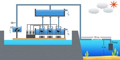 Effect of Mytilus coruscus selective filtration on phytoplankton assemblages